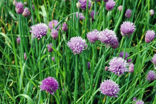 [B8045] Allium schoenoprasum - BIO