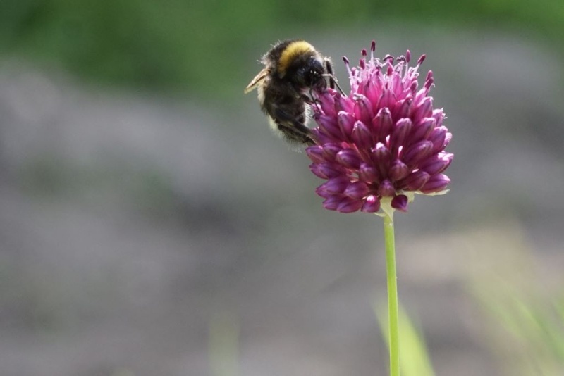 [A9037] Allium Sphaerocephalon - Sierui - BIO