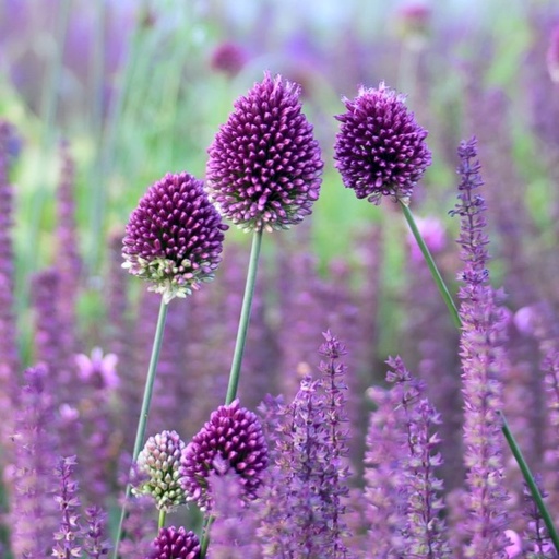 [A9037] Allium Sphaerocephalon - Klotlök - BIO
