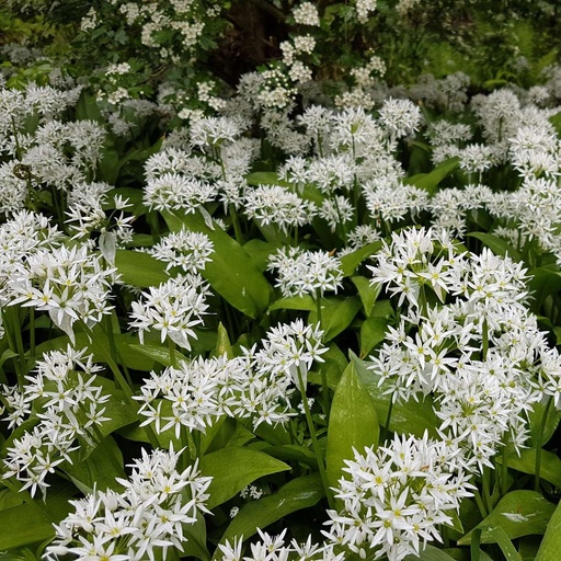 [B8046] Allium Ursinum - ORG