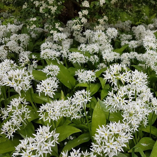 [B8046] Ramslök - Allium Ursinum - BIO
