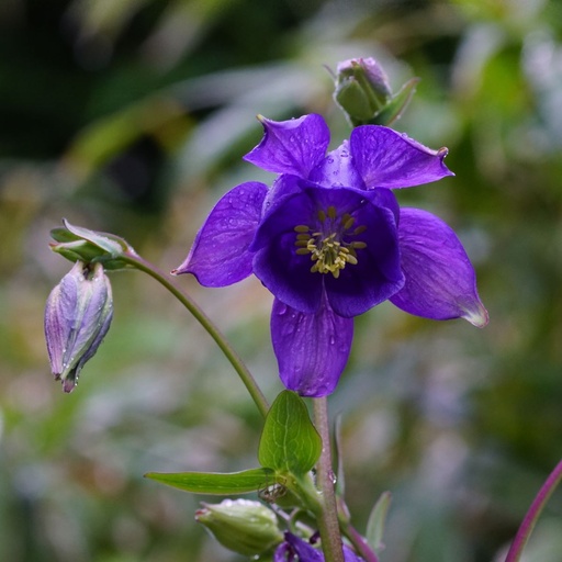 [B8007] Aquilegia Vulgaris - BIO