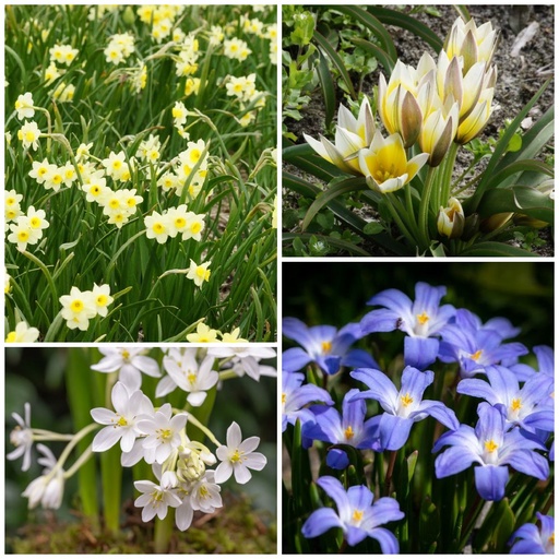 [AM99024-V3] Bee Buffet Picnick under træerne v3 - BIO