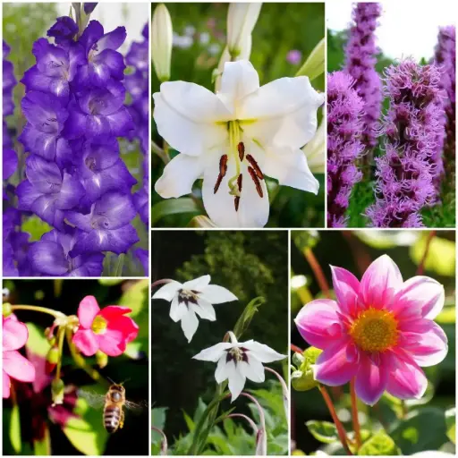 [B9904] Bee Buffet Buzz Buzz - ORG