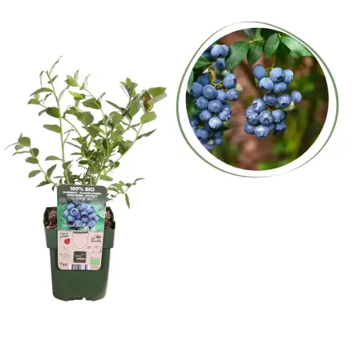 [F1007] Blauwe bes Struik - BIO