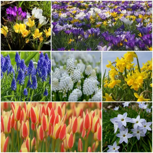 [AC99042] Lot Jardin Printemps pour Abeilles M - BIO