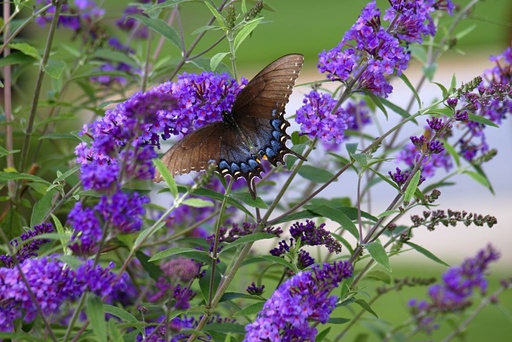 [X8047] Buddleja Free Petite Blue Heaven - ORG