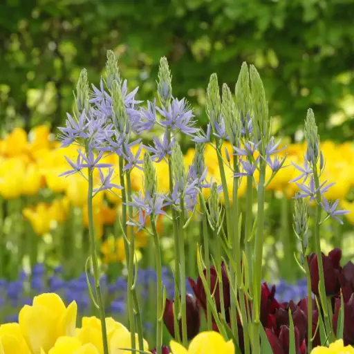 [A9005] Camassia Cusickii - BIO