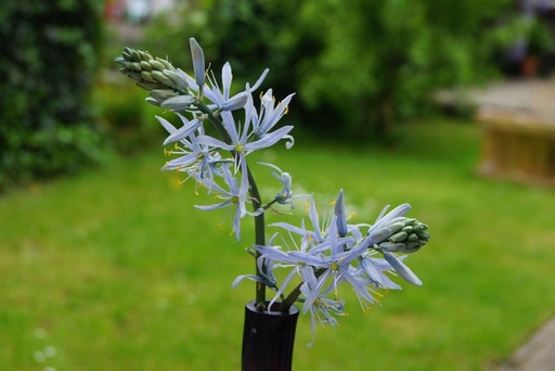 [A9005] Camassia Cusickii