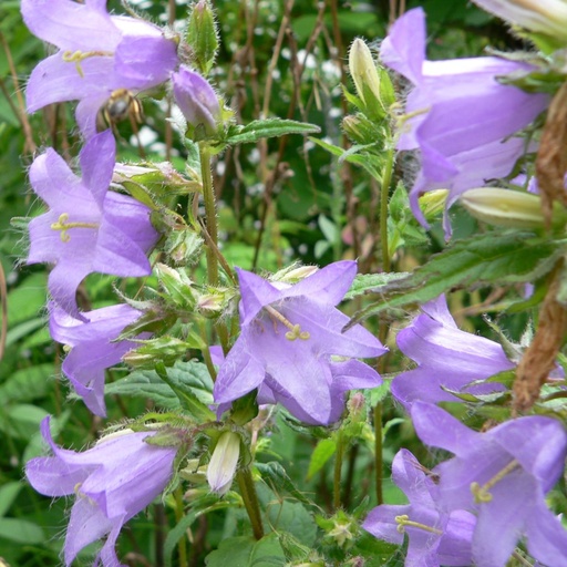 [X8009] Campanula Trachelium - ORG
