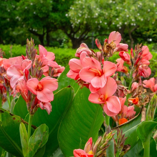 [B9006] Canna Pink - ORG