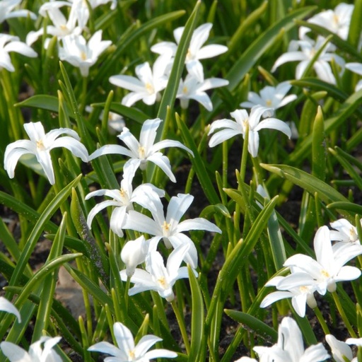 [A9021] Schneeglanz - Chionodoxa Alba - BIO