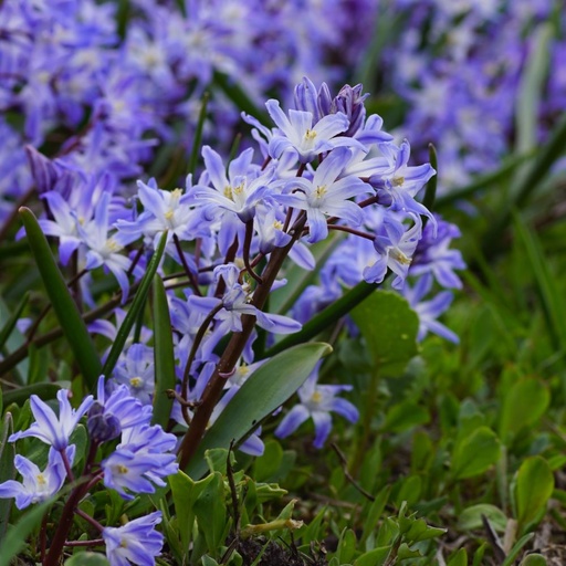 [A9019] Schneeglanz - Chionodoxa Blue Giant - BIO