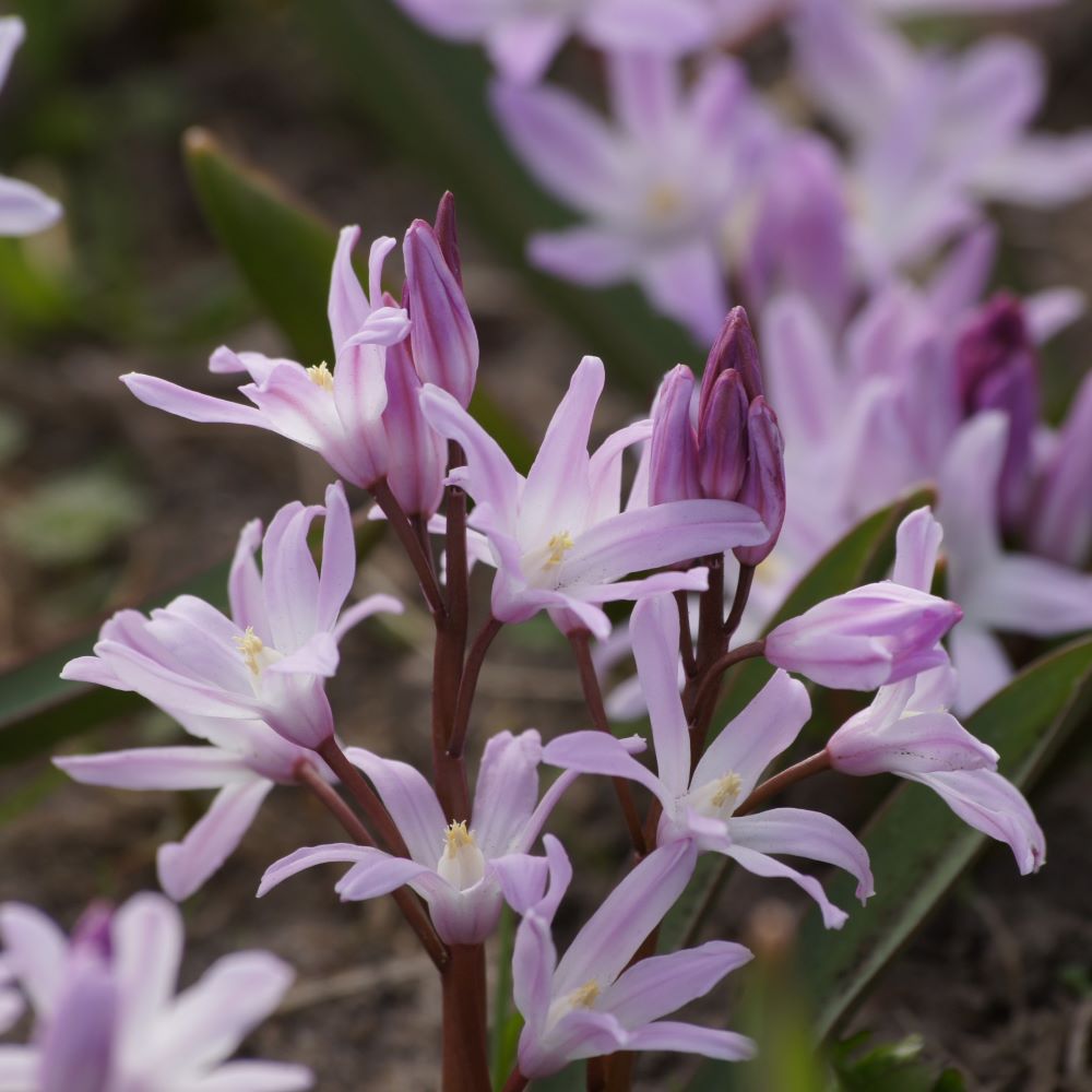 [A9020] Chionodoxa Pink Giant - Glory of the Snow - ORG