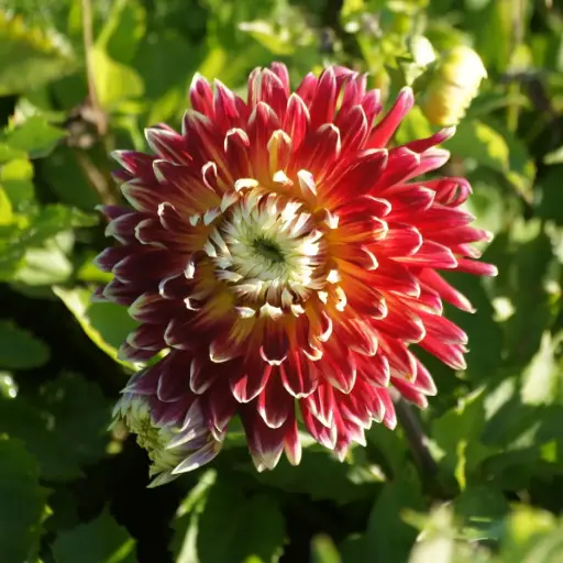 Dahlia Akita - BIO