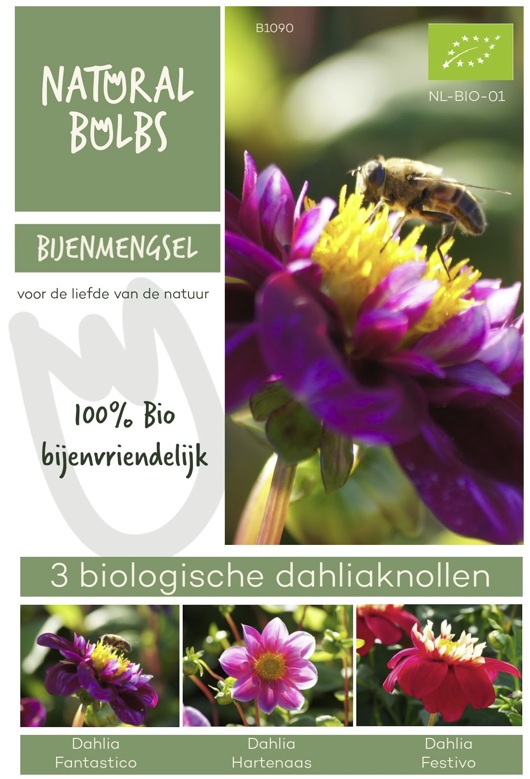 [B1090] Dahlia lot sachet 3 ST - BIO