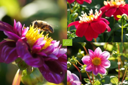 [B1090] Dahlia Bienenbeutel 3 ST - BIO