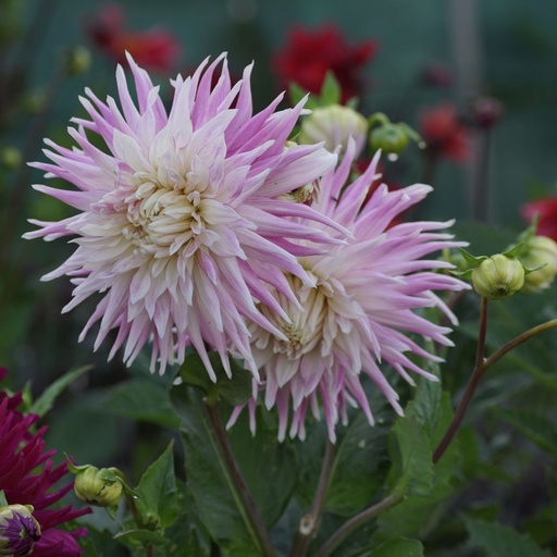 [B1010] Dahlia Kiev - BIO