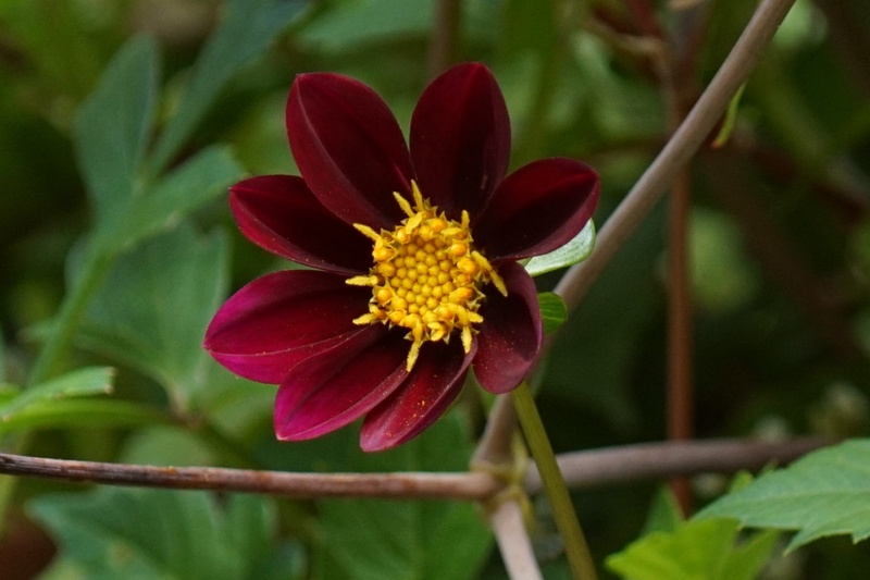 [B1036] Dahlia Mexican Star - BIO