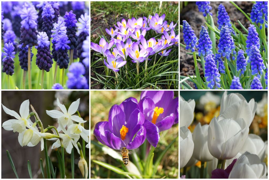 [AM99008] Delfts blauwe tuin 40 ST - BIO