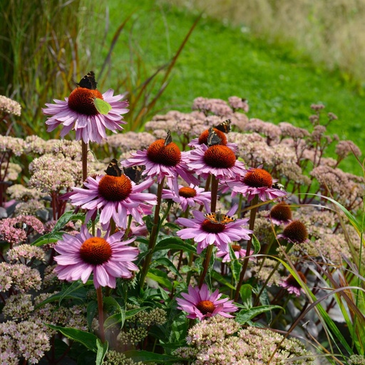 [B8011] Echinacea Purpurea Magnus - ORG