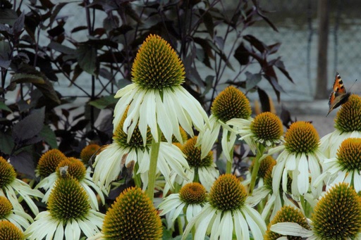 [B8010] Echinacea Purpurea Alba - BIO