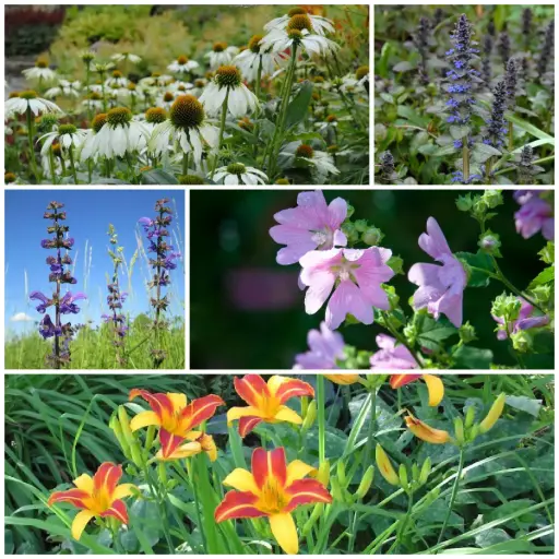 [B8903] Spiselig Have med Planter - BIO
