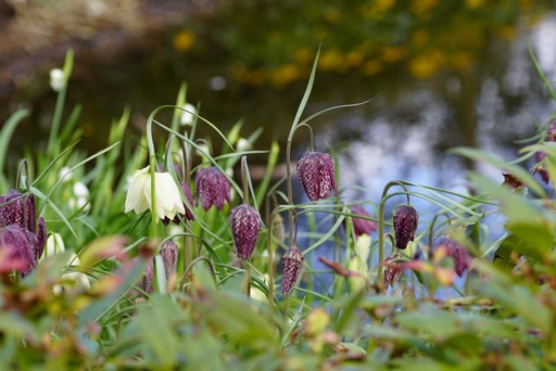 [A9026] Fritillaria Meleagris - ORG