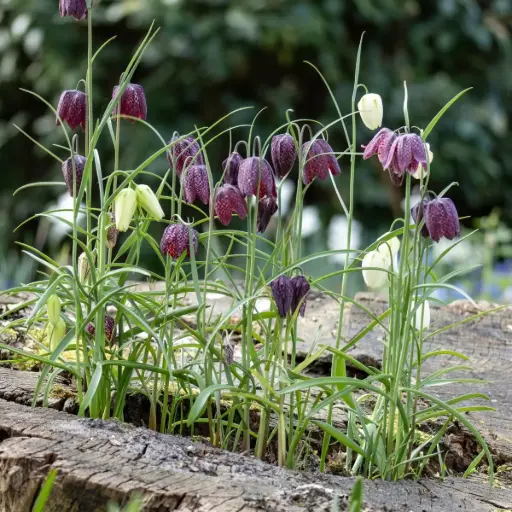 [A9026] Kungsängslilja - Fritillaria Meleagris - BIO