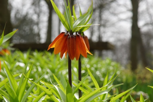 [A9053] Fritillaria imp. William Rex - BIO