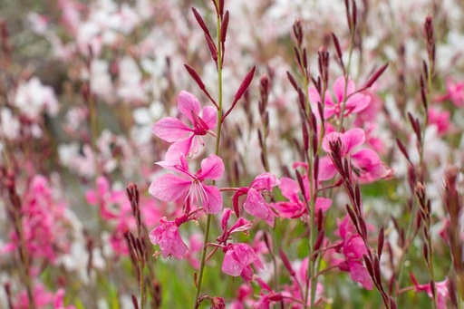 [B8050] Gaura Gambit Rose - BIO