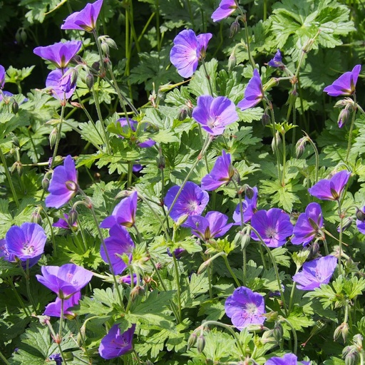 [X8013] Geranium Johnsons Blue - Ooievaarsbek - BIO