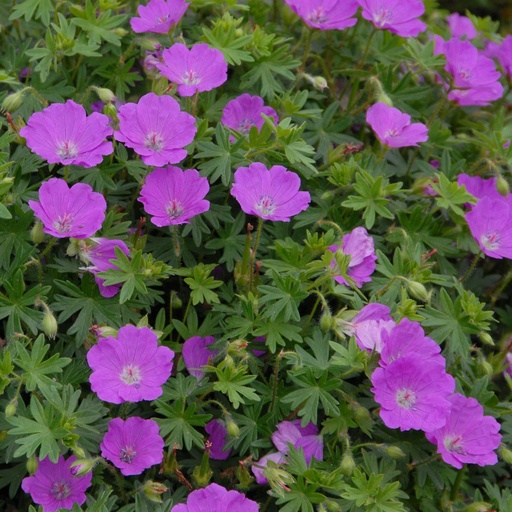 [B8014] Geranium Sanguineum - Cranebsill - ORG