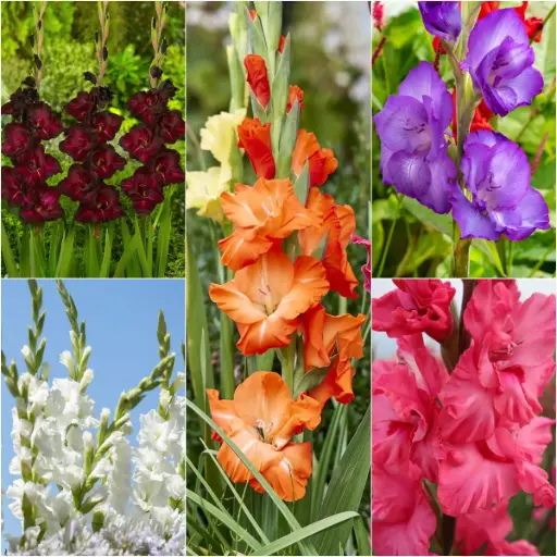 [B2001] Gladiolus Mix - BIO