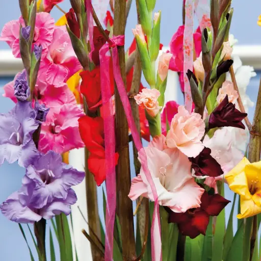 [B2001] Gladiolus Mix - BIO