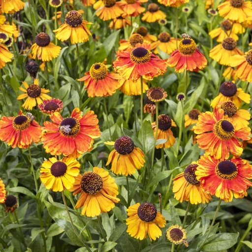 [B8051] Sonnenbraut - Helenium Sahins Early Flowerer - BIO