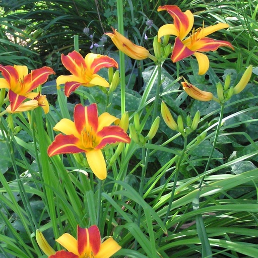 [B8015] Hemerocallis Frans Hals - BIO