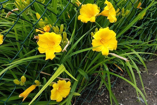 [X8016] Hemerocallis Stella dOro - ORG