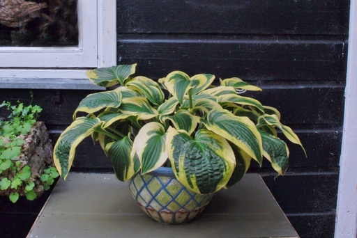 [X8018] Hosta Wide Brim - ORG