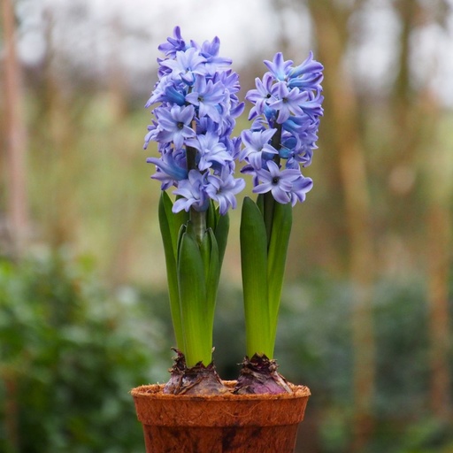 [P1003] Hyacint Delftsblauw op Pot - BIO