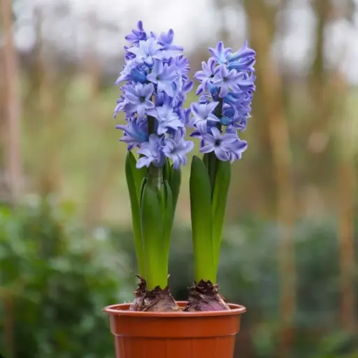 [P1003] Hyacint Delftsblauw op pot - BIO