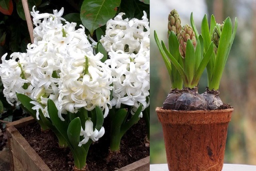 [P1005] Potted Hyacinth White Pearl - ORG