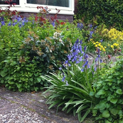 [A9002] Spanish Bluebells - Hyacinthoïdes Hisp. Blue - ORG
