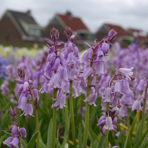 [A9004] Spanish Bluebells - Hyacinthoïdes Hisp. Pink - ORG