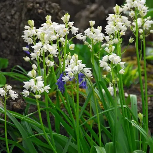 [A9003] Spanisches Hasenglöckchen - Hyacinthoïdes Hisp. Weiss - BIO