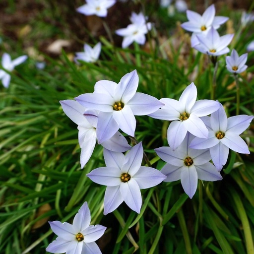 [A9011] Ipheion Uniflorum - Vårstjerne - BIO