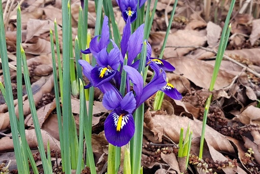 [A9054] Iris Reticulata Harmony - BIO