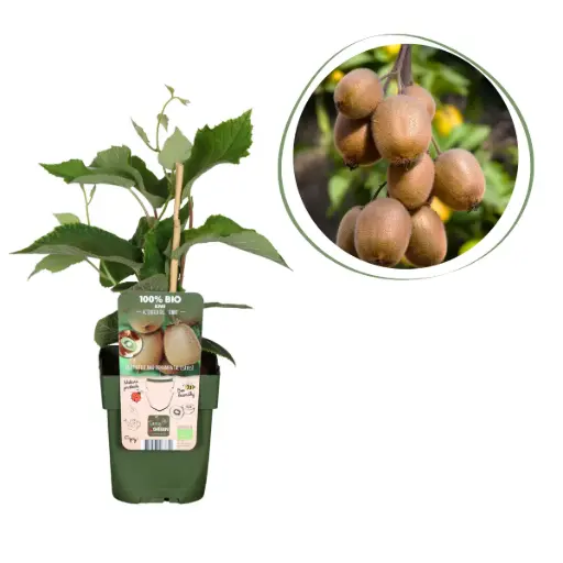 [F1009] Kiwi Jenny Buisson - BIO