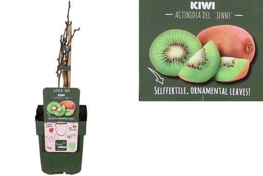 [F1009] Kiwi Jenny Shrub - ORG