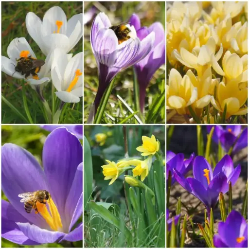 [AM99036] Koninginnenhapjes Bijenbanket - BIO